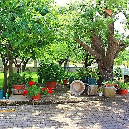 Palmira بوريتش