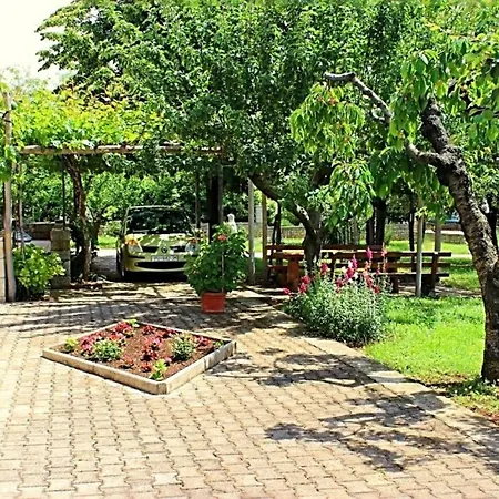 Palmira *